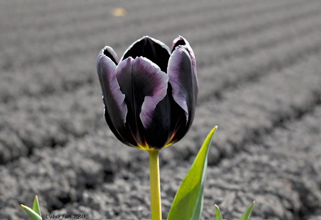 Тюльпан, цветок, нейросеть, чёрный, поле
